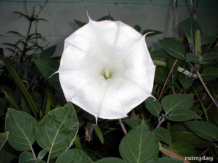 Datura