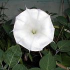 Datura