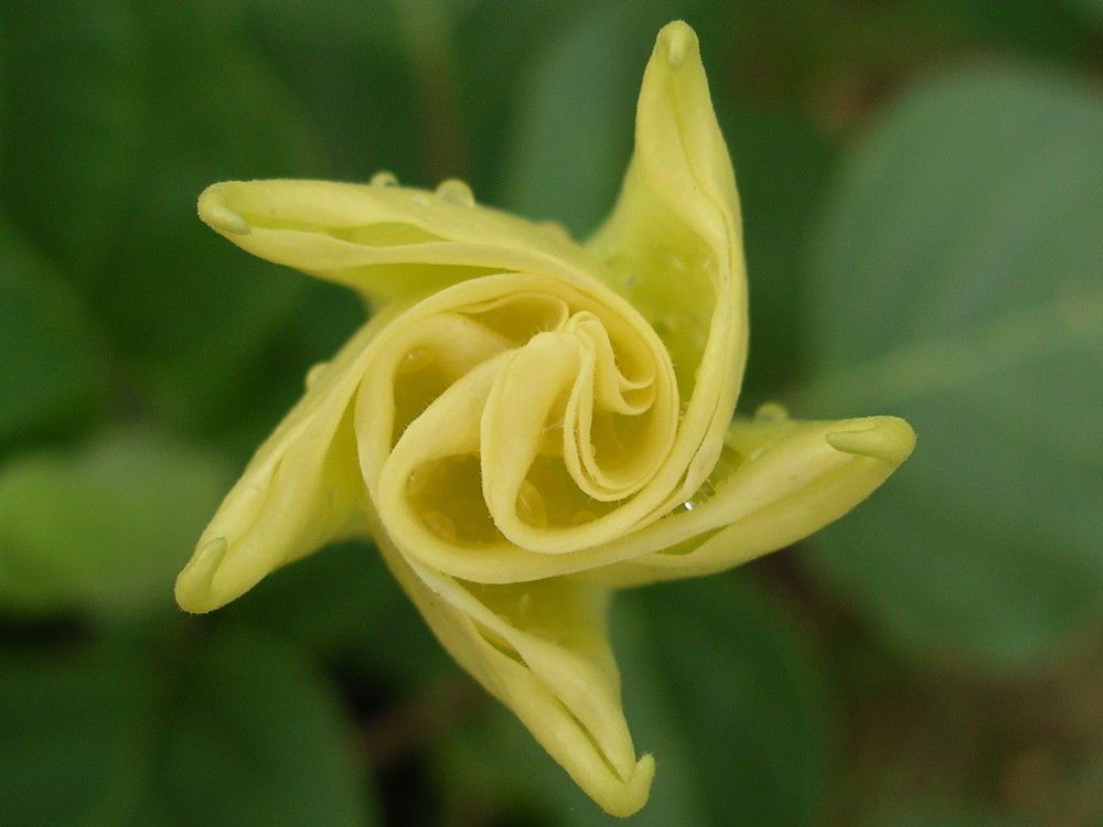 Datura acrobatique....