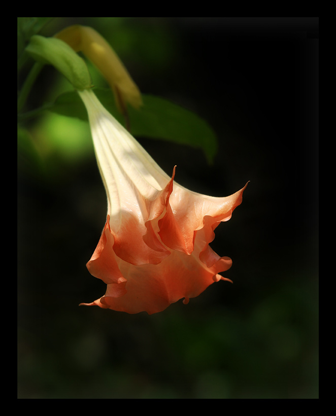 Datura