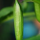 Datura-Blüte