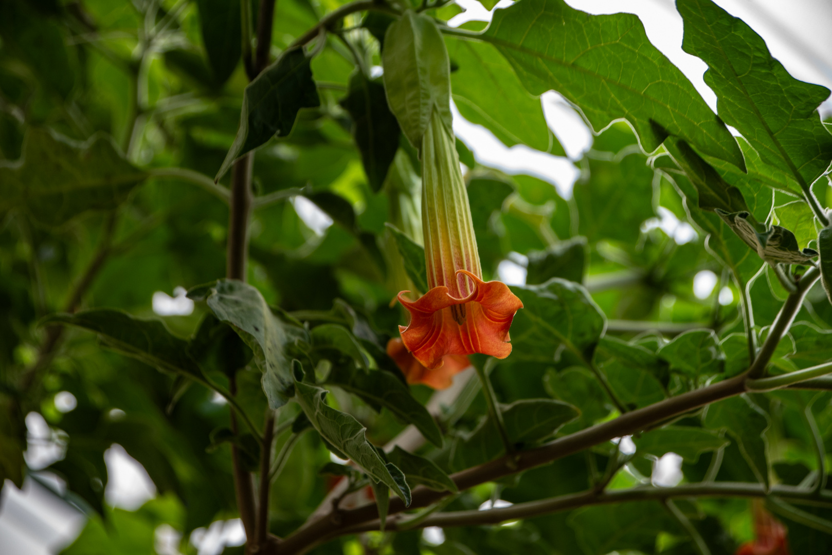 Datura Blüte