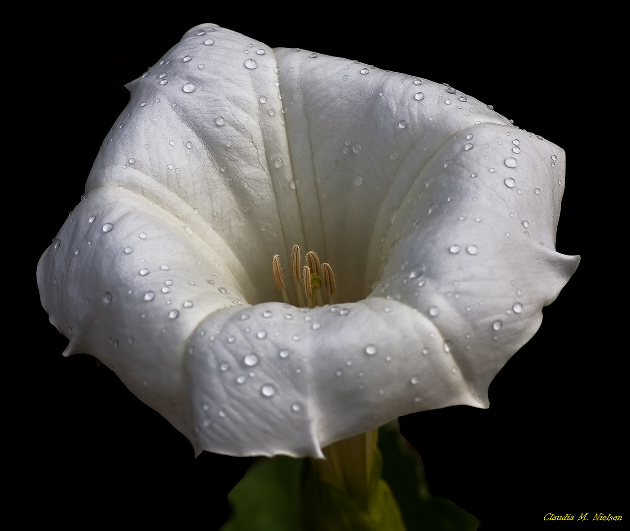 Datura