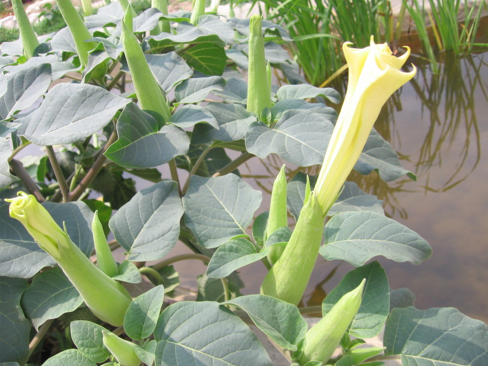 Datura