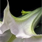 datura