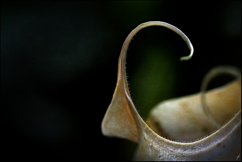 datura ...