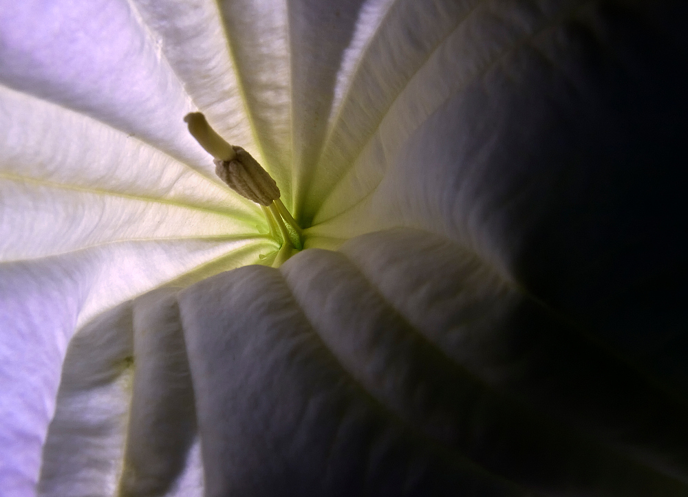 Datura