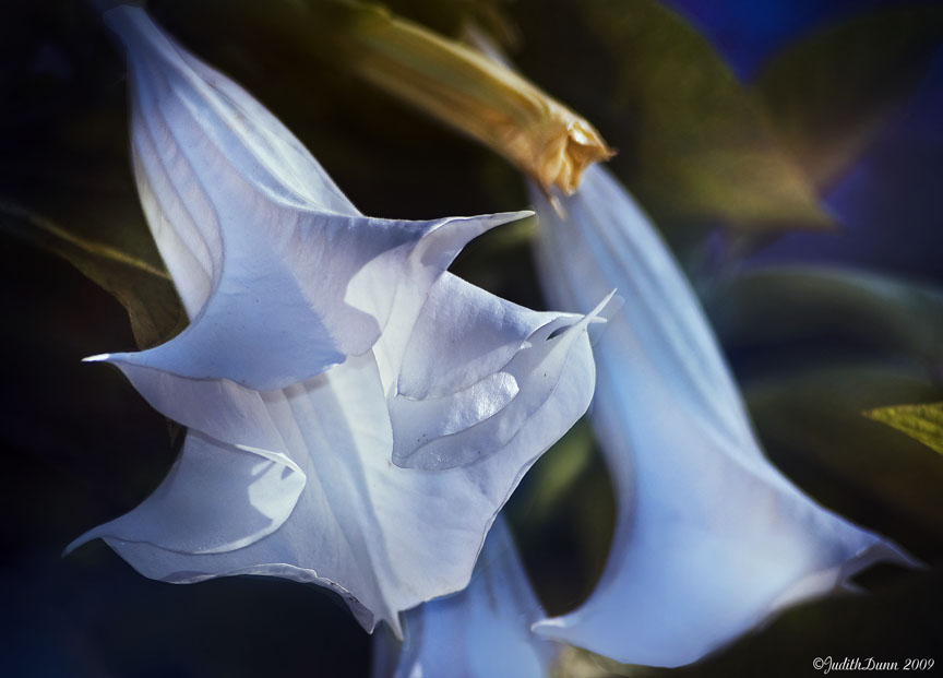 ...Datura Diva...