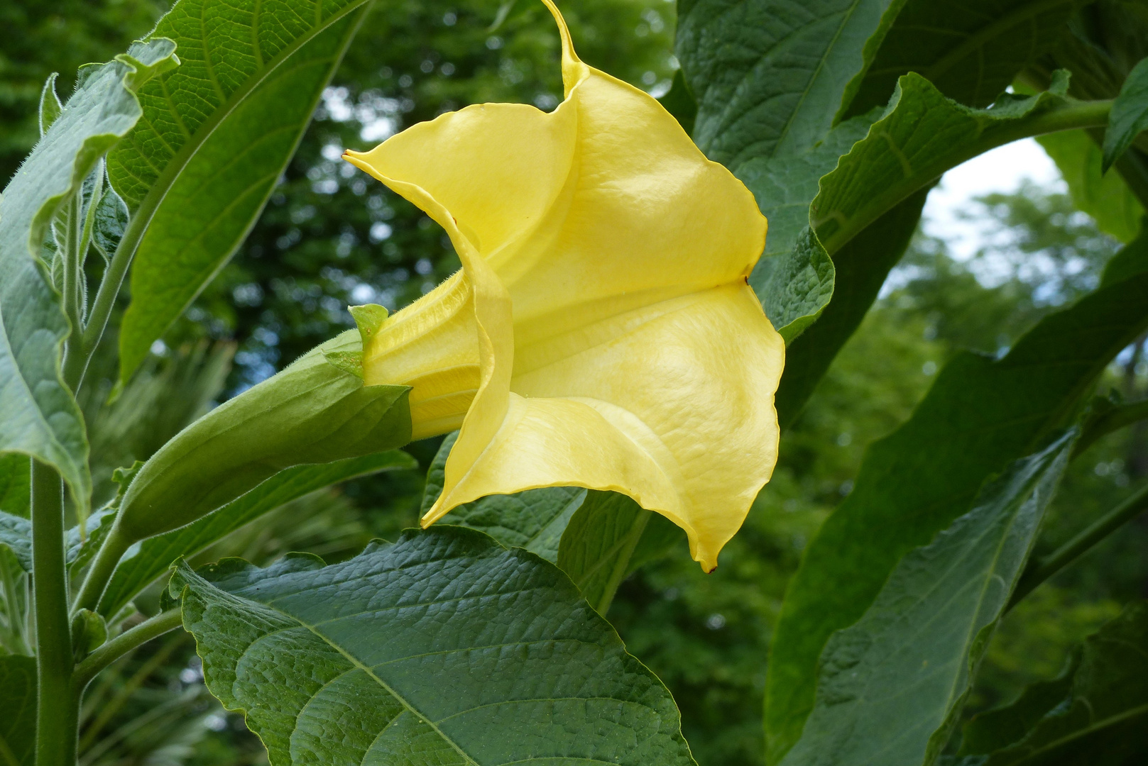 Datura/ Engelstrompete