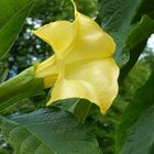 Datura/ Engelstrompete