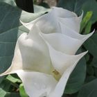 Datura