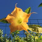 Datura, Heute in der Sonne