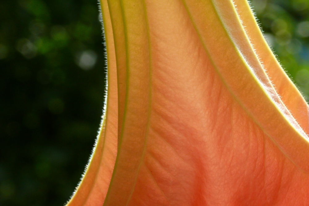 datura hysterica