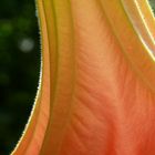 datura hysterica