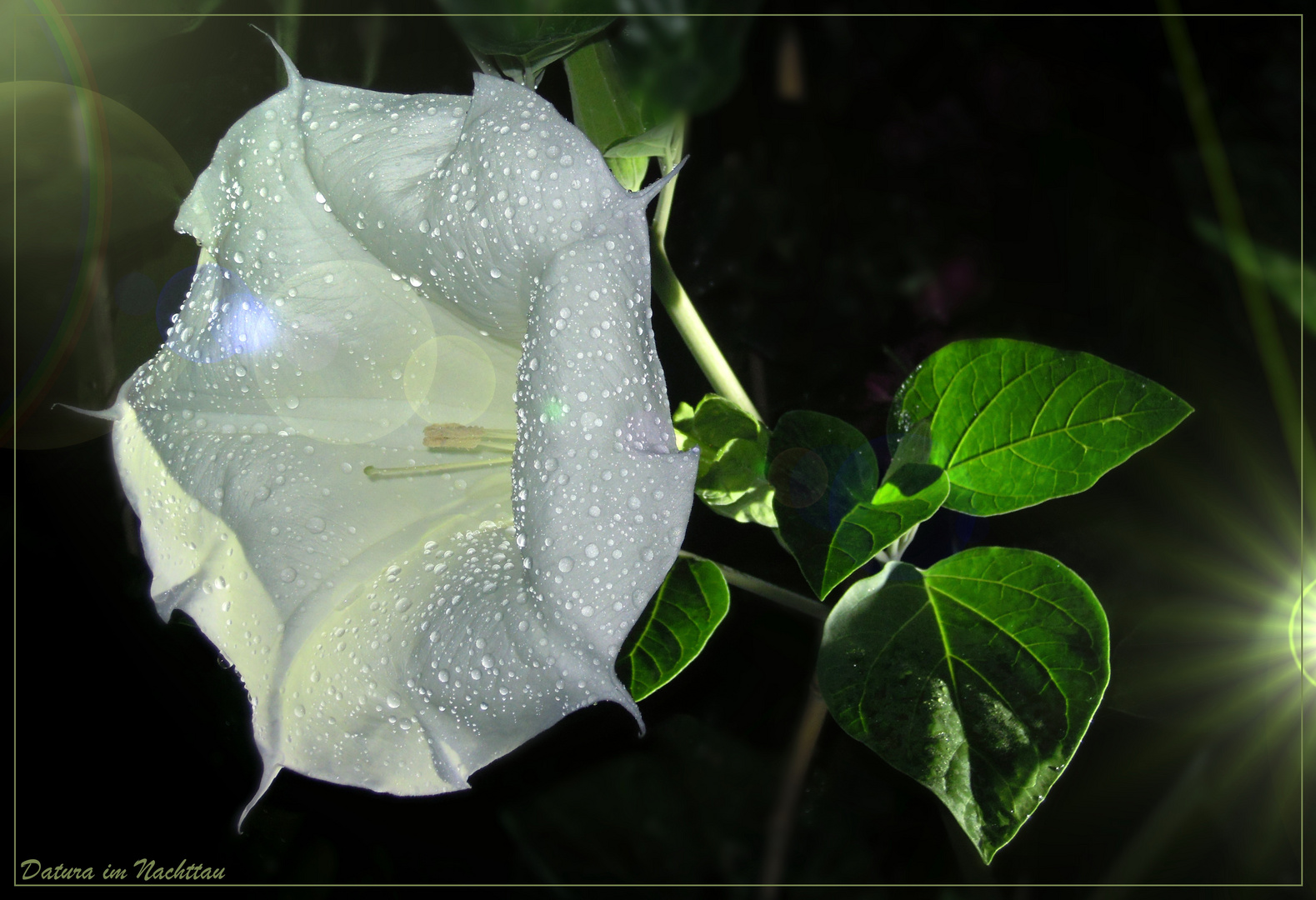 Datura im Nachttau