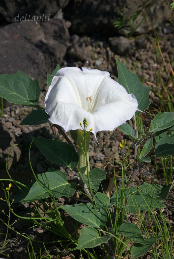 Datura inoxia