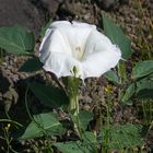 Datura inoxia