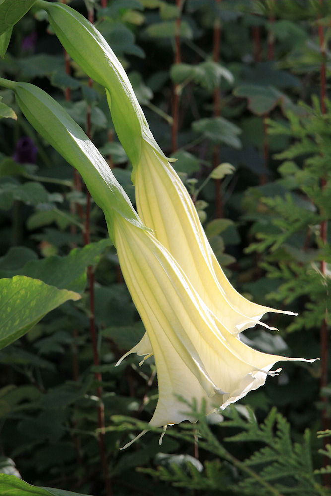 Datura, Johannisbere und Tuja