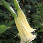 Datura, Johannisbere und Tuja