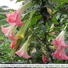 Datura sanguinea