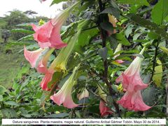 Datura sanguinea