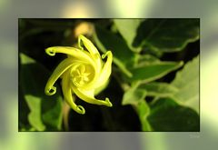 Datura ... sich öffnende