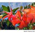 Datura....beautiful flowering....