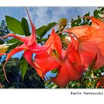 Datura....beautiful flowering....