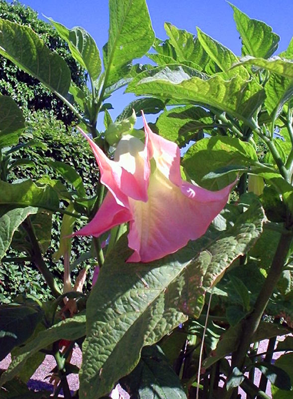 Datura...eine Engelstrompete