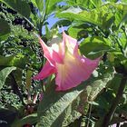 Datura...eine Engelstrompete