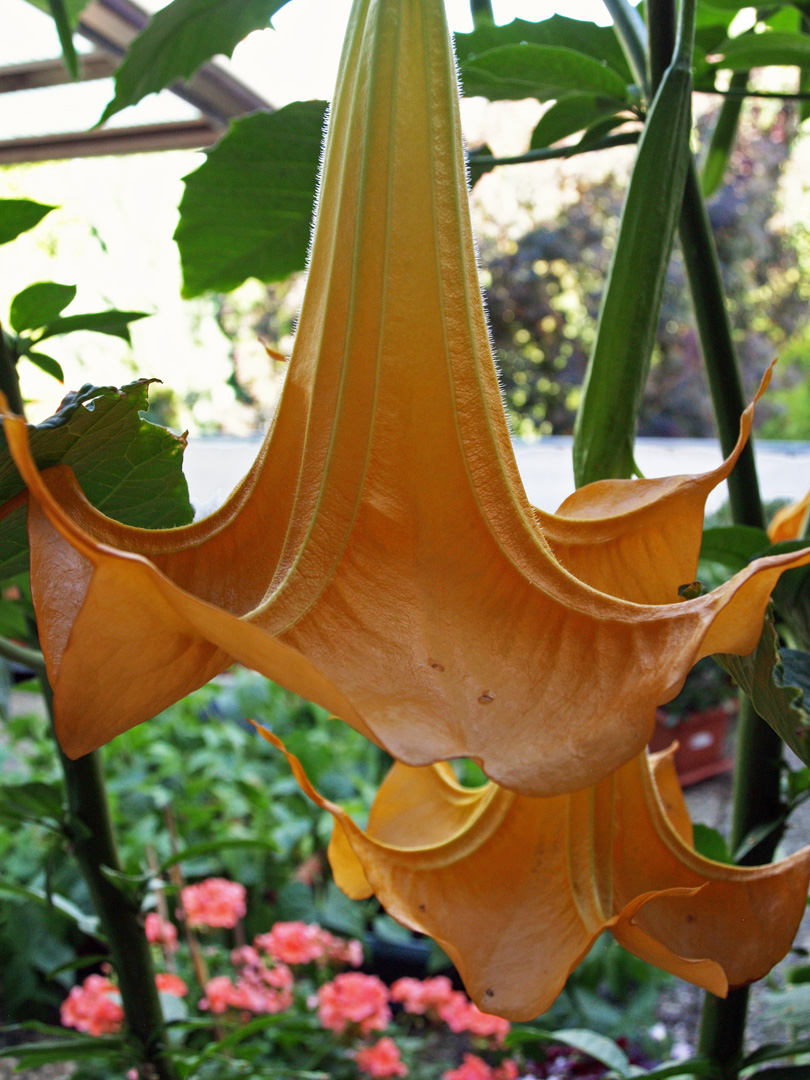 Datura....photographiée sous une véranda. Unter einer Veranda fotografierte Datura