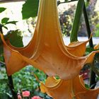 Datura....photographiée sous une véranda. Unter einer Veranda fotografierte Datura