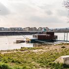 Daubelfischer am linken Donauufer oberhalb der Floridsdorfer Brücke