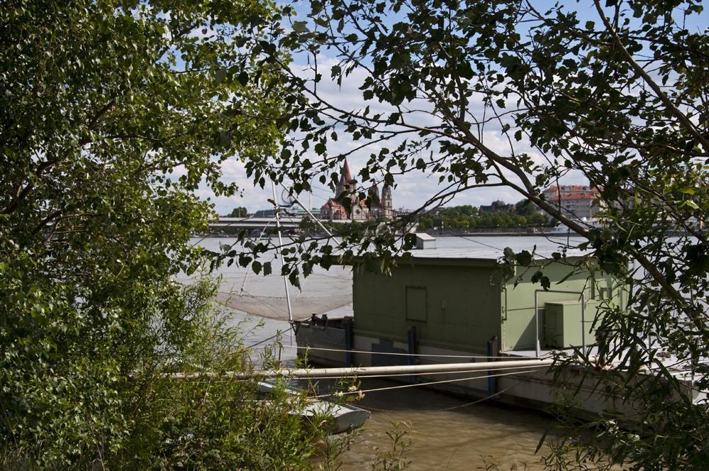 Daubelfischer an der Donau in Wien