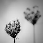 Daucus #2