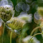 Daucus carota