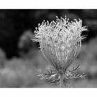 Daucus carota