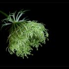 ... daucus carota ...