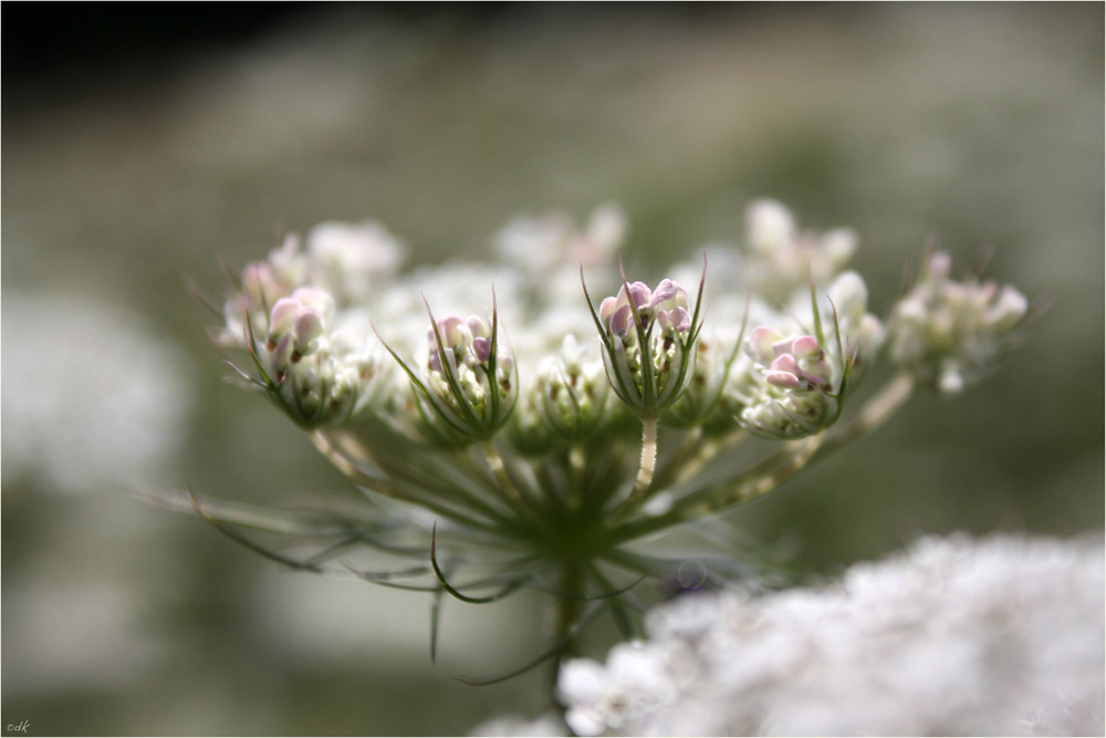 Daucus carota