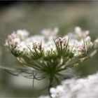 Daucus carota