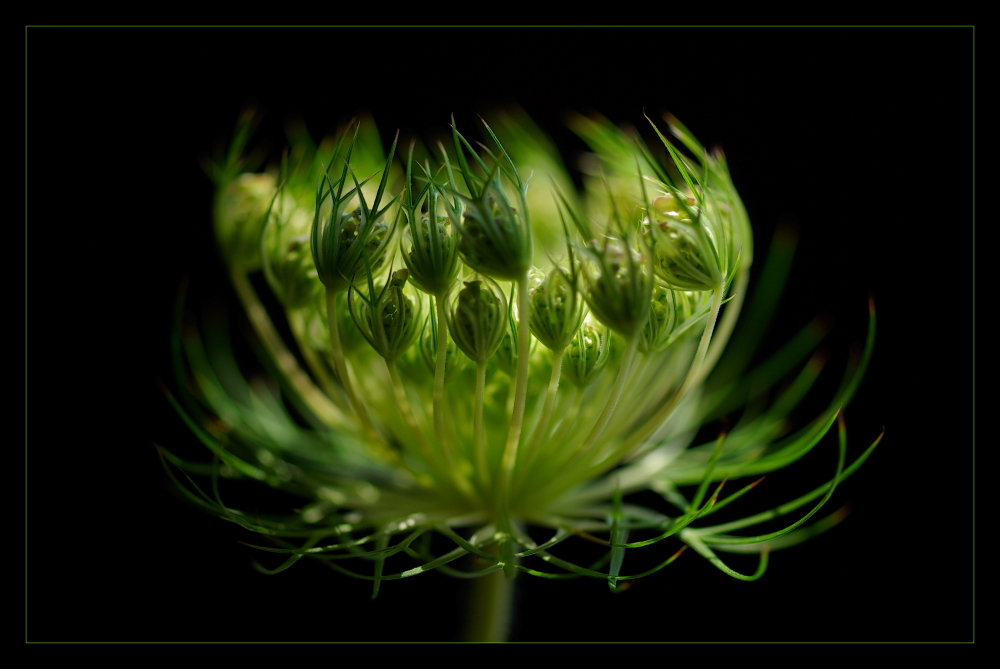 daucus carota