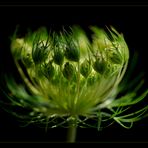 daucus carota