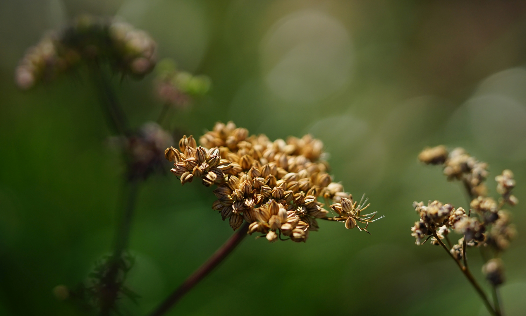 daucus carota