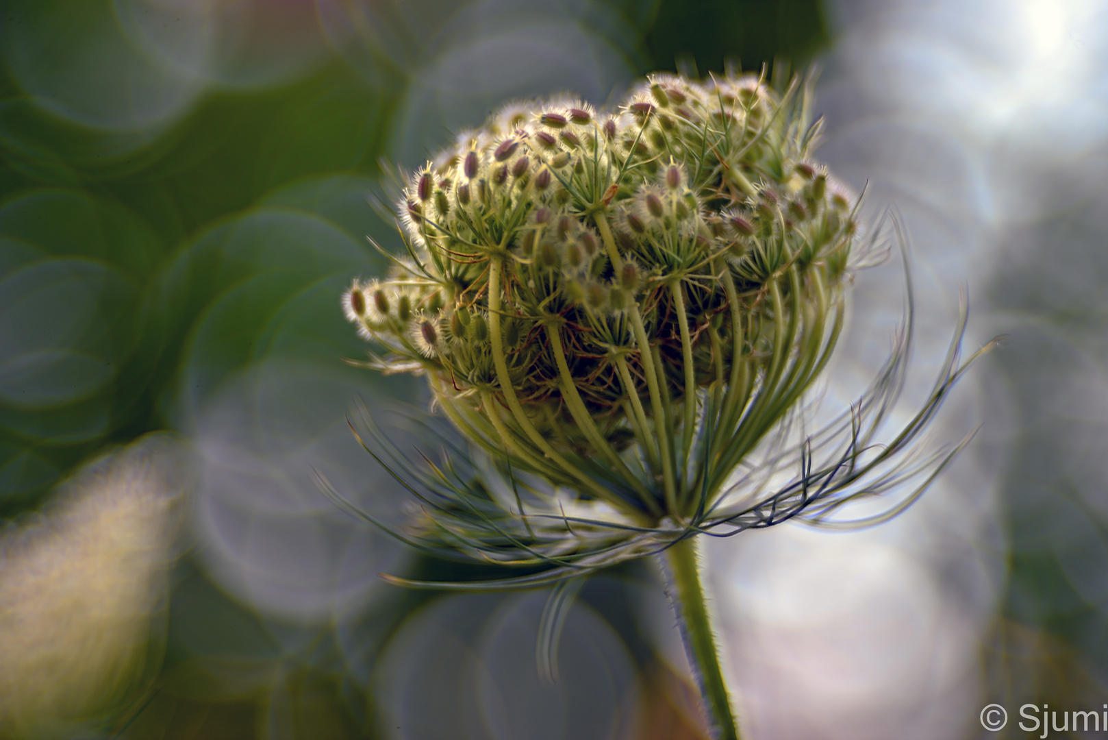 Daucus carota