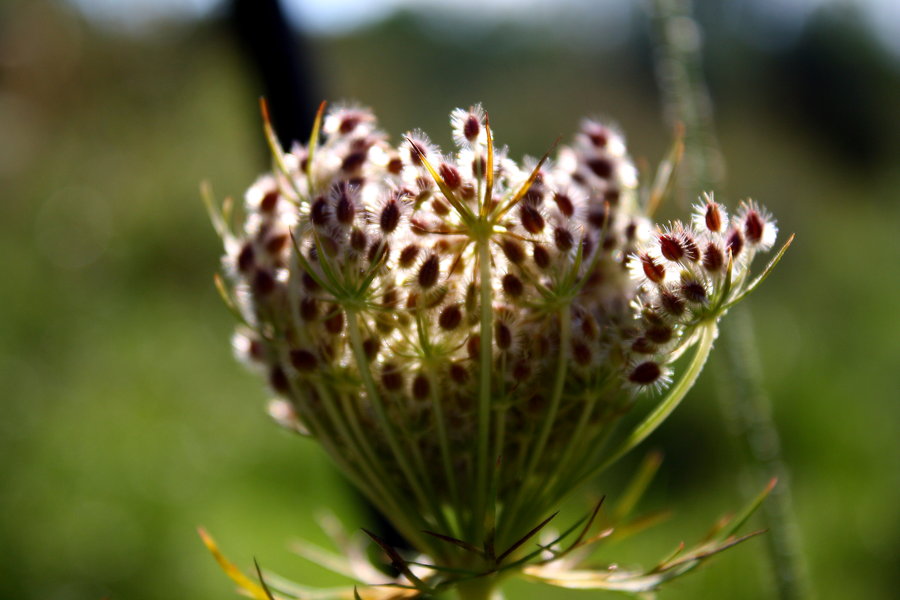 Daucus carota