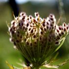 Daucus carota