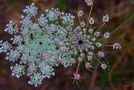 Daucus carota colorata. de Paolo JuliuS Sceusa 