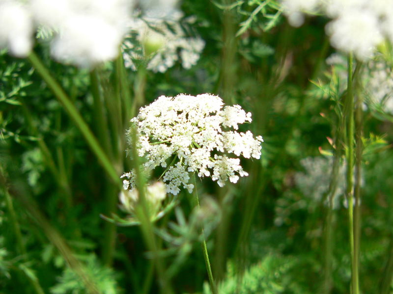 Daucus carota