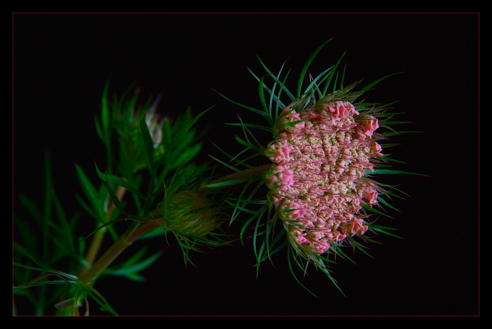 daucus carota - rouge