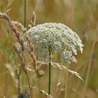  Daucus carota subsp. carota